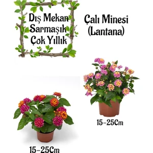 Bitkim Sende Fuşya Sarı Çalı Minesi 1 Adet+ Pembe Çalı Minesi 1 Adet Saksılı Bahçe Seti