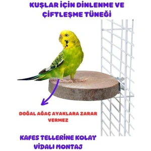 Canlı Petshop Kuşlar Için Çiftleşme ve Dinlenme Tüneği Yuvarlak Vidalı Doğal Ahşap 1  Adet 8-10 cm Çap