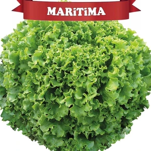 Maritima Kıvırcık Marul Tohumu Kaplı 100 Adet