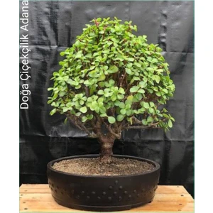 Doğa Garden Para Ağacı Bereket Iyi Şans ve Para Çiçeği Yeşim Ağacı