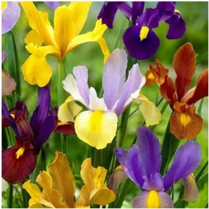 Doğa Garden Golden Beauty Iris Süsen Soğanı - 10 Adet