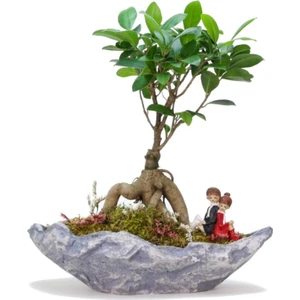 Doğa Garden Stonehenge Ficus Bonsai ve Sırt Sırta Sevgililer