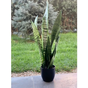 Doğa Garden Kılıç Çiçeği