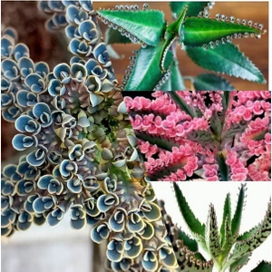 Doğa Garden 4 Çeşit Aşkın Gözyaşı Çiçeği (Pembe, Mavi, Yeşil, Kaşık)