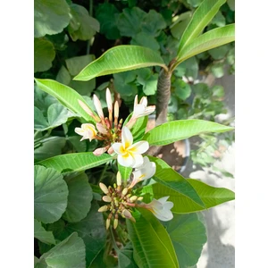Saksılı Amerikan Fulu Plumeria Alba Ağacı Fidanı