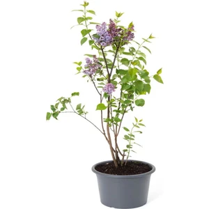 Garden Box Kokulu Leylak Çiçeği Fidanı 1 Adet Saksılı 30-60 cm Bahçe Çiçeği (Syringa)