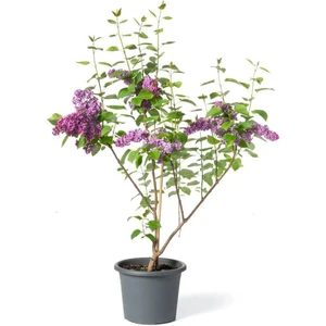 Garden Box Leylak Çiçeği Fidanı 1 Adet Saksılı / Tüplü 40-60 cm