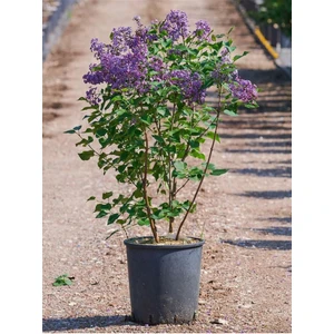 Garden Box Kokulu Leylak Çiçeği Fidanı 1 Adet Saksılı 30-60 cm (Syringa)