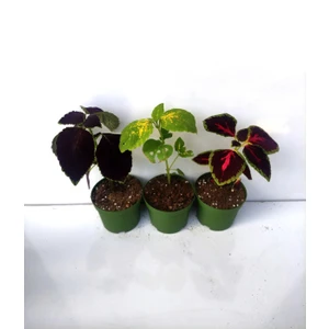 Garden Box Rengarenk Yaprak Güzeli Seti 3 Adet Saksılı (10-15CM) Salon Balkon Çiçeği