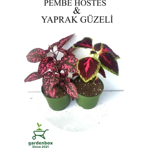 Garden Box Pembe Hostes Çiçeği 1 Adet Saksılı+Yaprak Güzeli Çiçeği 1 Adet Saksılı 10-15CM