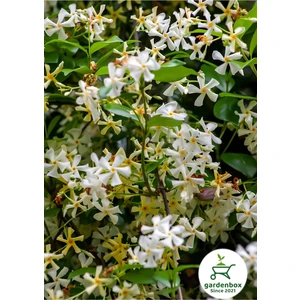 Garden Box Kokulu Arap-Yıldız Yasemin Çiçeği 1 Adet Saksılı/tüplü 30-60CM Bahçe Çiçeği