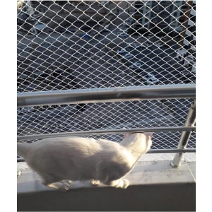 Ünallar Tarım Kedi Filesi 2,50 x 7 Metre Kedi Koruma Filesi Kuş Filesi Balkon Filesi 1 mm Kedi Güvenlik Filesi