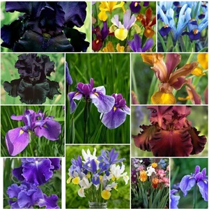 Doğa Garden 20 Adet Iris Süsen Soğanı 20-40 cm Sürgün Vermiş