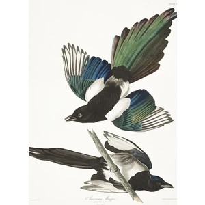 Saksağan - John James Audubon Tablo Ahşap Poster Dekoratif