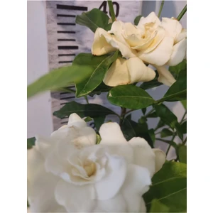 Gardenya (Cape Jasmine, Gardenia Jasminoides)