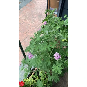 Itır Çiçeği (Itra, Geraniums, Kokulu Sardunya )