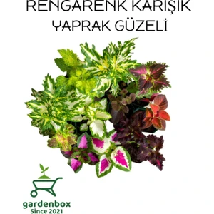 Garden Box Kolyos Yaprak Güzeli Çiçeği 8 Adet Saksılı