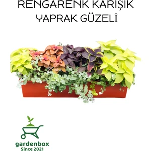 Garden Box Yaprak Güzeli Kolyos Çiçeği 3 Adet Saksılı Balkon Çiçeği