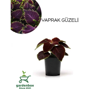 Garden Box Nadir Tür Kolyos Yaprak Güzeli Çiçeği 1 Adet Saksılı (Coleus)
