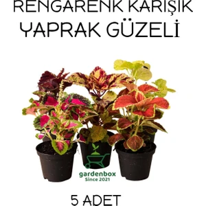 Garden Box Karışık Yaprak Güzeli Seti 5 Adet Saksılı 10-20CM Kolyos (Coleus)
