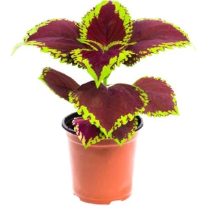 Garden Box Yaprağı Güzel Kolyos Çiçeği 1 Adet Saksılı 10-20 cm