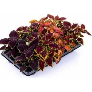 Garden Box Yaprak Güzeli Çiçeği 4 Adet Kolyos Mix