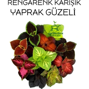 Garden Box Karışık Renk Yaprak Güzeli 10 Adet Kolyos Mix (Coleus)