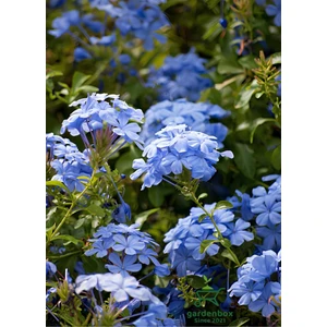 Garden Box Sarmaşık Mavi Yasemin Çiçeği Fidanı 40-60CM (Plumbago)