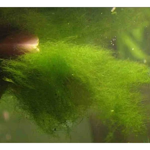 101 Çeşit Karides Salyangoz  Yemi Yosun