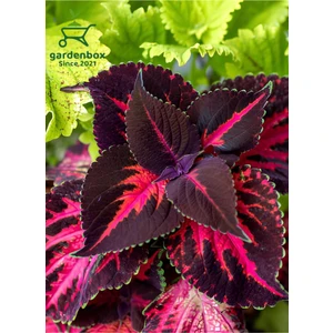 Garden Box Cam Güzeli-Yaprak Güzeli Çiçeği 1 Adet Saksılı 10-20CM