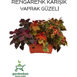 Garden Box Yaprak Güzeli Çiçeği 4 Adet Kolyos Mix