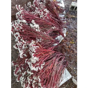 Esse Bahçe Şoklu Statis