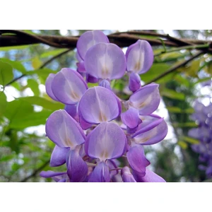 Antep Istachios Antep Pistachios Mor Salkım Ağacı Wisteria Sinensis 3 Adet Tohum