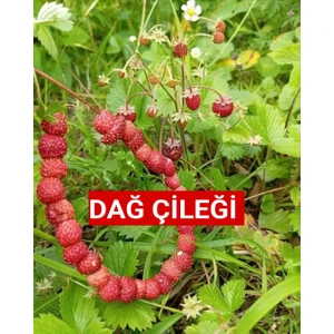 Kokulu Karadeniz Yabani Dağ Çileği Fidesi 2 Adet Tüplü (10-20 cm)