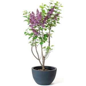 Bitkim Sende Leylak Fidanı Çiçeği Kokulu 1 ADET 40 60 cm Saksılı