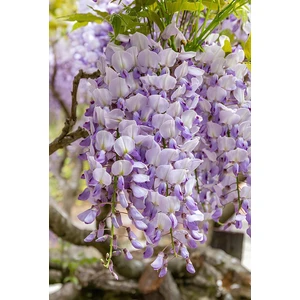 Bitkim Sende Sarmaşık Mor Salkım 50-60CM 1 ADET Saksılı