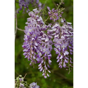 Bitkim Sende Videolu Mor Salkım 30-60 cm Saksılı / Tüplü Dış Mekan Sarmaşık Bitkileri Wisteria