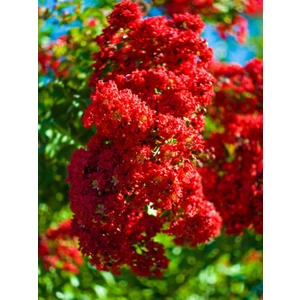 Bitkim Sende Kırmızı Bodur Oya Ağacı 30-60Cm - Lagerstroemia Indica - Saksı'da