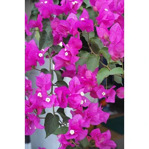 Bitkim Sende Pembe Begonvil Çiçeği Fidanı 40-80cm Saksılı