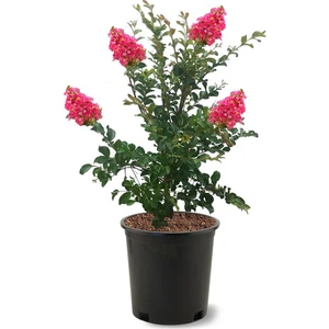 Bitkim Sende Pembe Oya Çiçeği Fidanı 1 ADET 40-80 cm