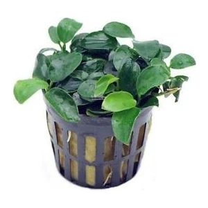 İthal Bitki Anubias Nana Bonsai Saksı Canlı Bitki