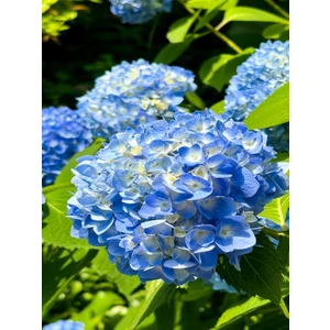 Bitkim Sende Mavi Renk Ortanca Çiçeği 40 cm Ev Bitkisi Ofis Bitkisi Bahçe Bitkisi Hydrangea