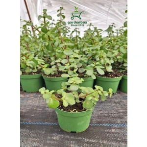 Garden Box Para Yeşim Çiçeği 1 Adet Sukulent Dekoratif Bitki 10-15CM Formlu