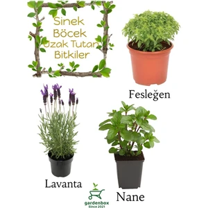 Garden Box Sinek Böcek Kovucu Bitki Seti Lavanta+Fesleğen+Nane 10-20CM Boylarında