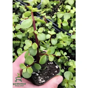 Garden Box Yeşim Çiçeği 8,5 Saksıda 1 Adet 10-15CM