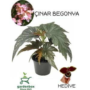 Garden Box Çilli Pembe Çiçekli Begonya Çiçeği+Yaprak Güzeli Çiçeği