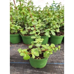 Garden Box  Yeşim Çiçeği Canlı Formlu1 Adet 8,5 Saksılı 10-15CM
