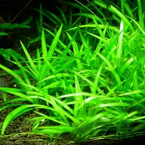 İthal Bitki Echinodorus Bolivianus Saksı Canlı Bitki