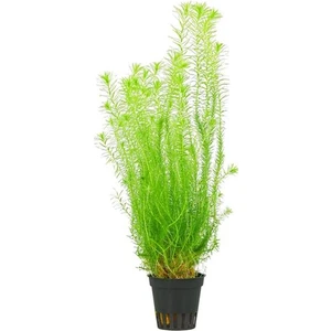 Atakan Petshop Mayaca Fluviatilis Saksı Canlı Bitki