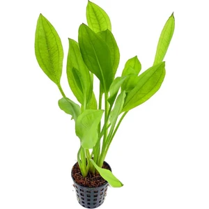 İthal Bitki Echinodorus Bleheri Saksı Canlı Bitki